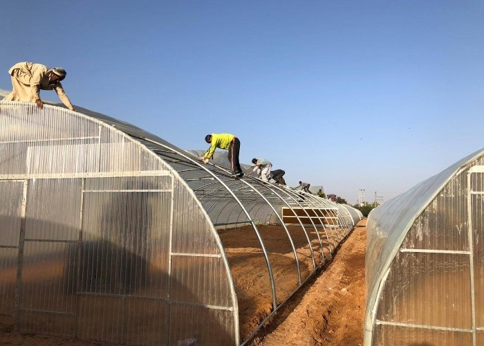 Industrial Poly Tunnels For Gardens Head Roof Yellow Film Tunnel Greenhouse Plastic