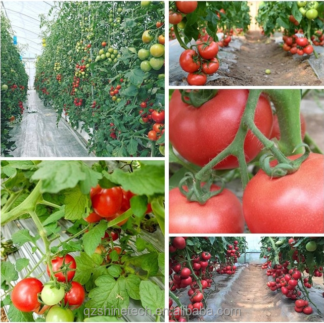 PC Plastic Polycarbonate Sheet Multi Span Hydroponic Greenhouse