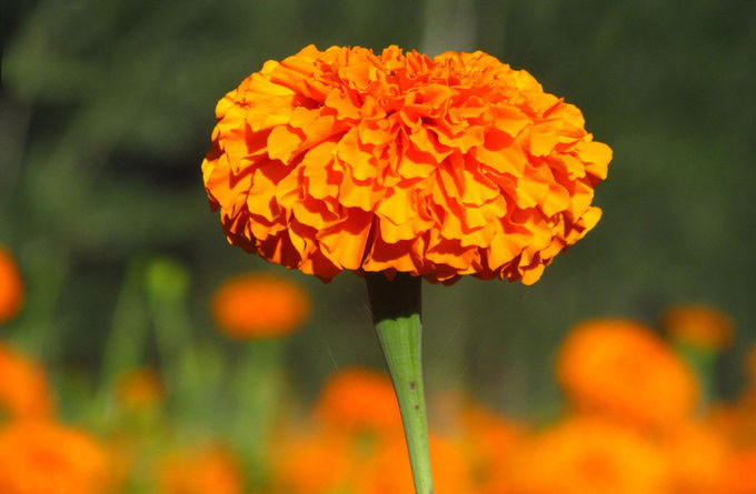 Natural Pigment Xanthophyll Marigold Flower Herbal Extract Powder