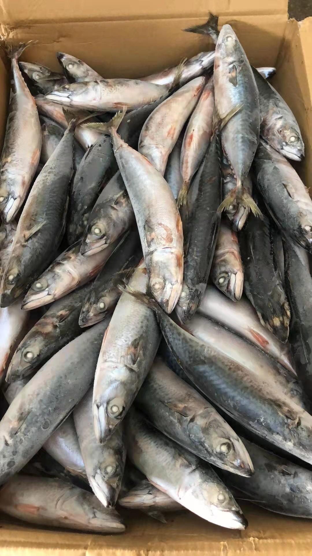BQF Sea Frozen Mackerel Fish , 40 - 60pcs/ctn Frozen Fishing Bait