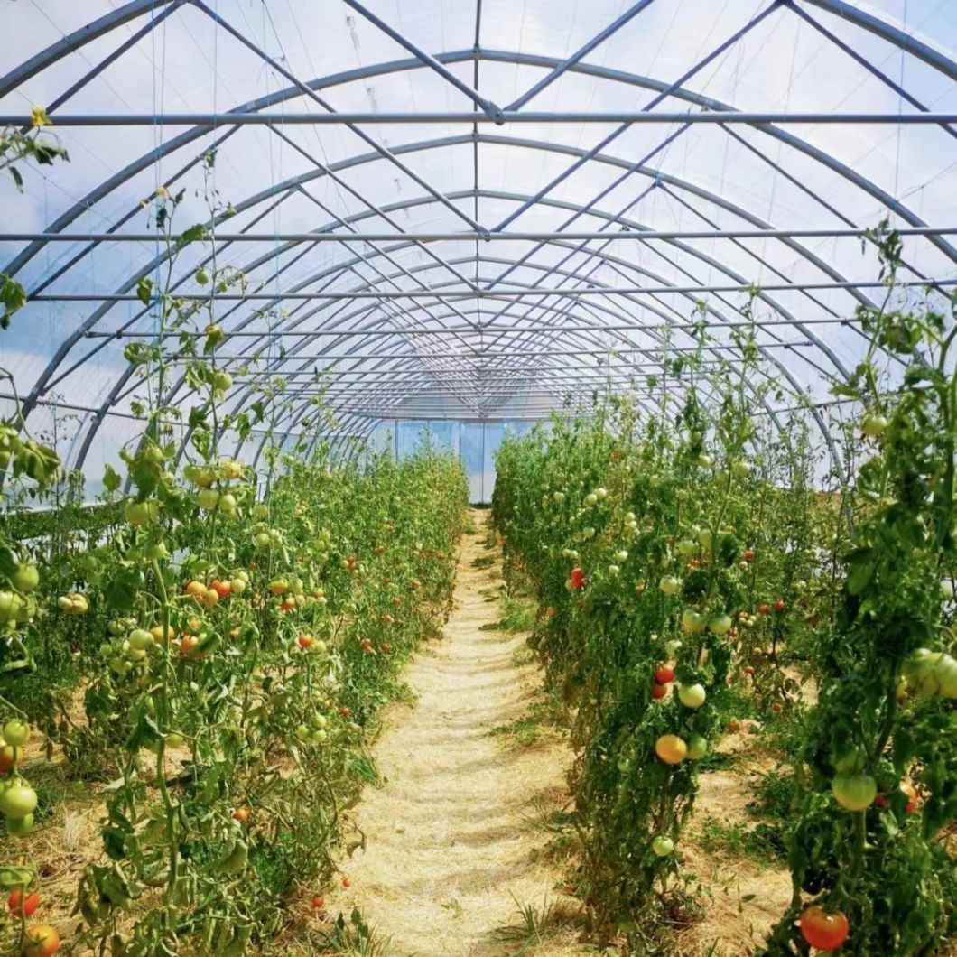Affordable Hydroponic Tunnel Greenhouse Solution