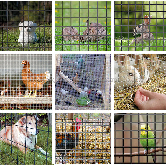 1" X 1" Galvanized Welded Wire Mesh Roll For Stock Farming And Culture