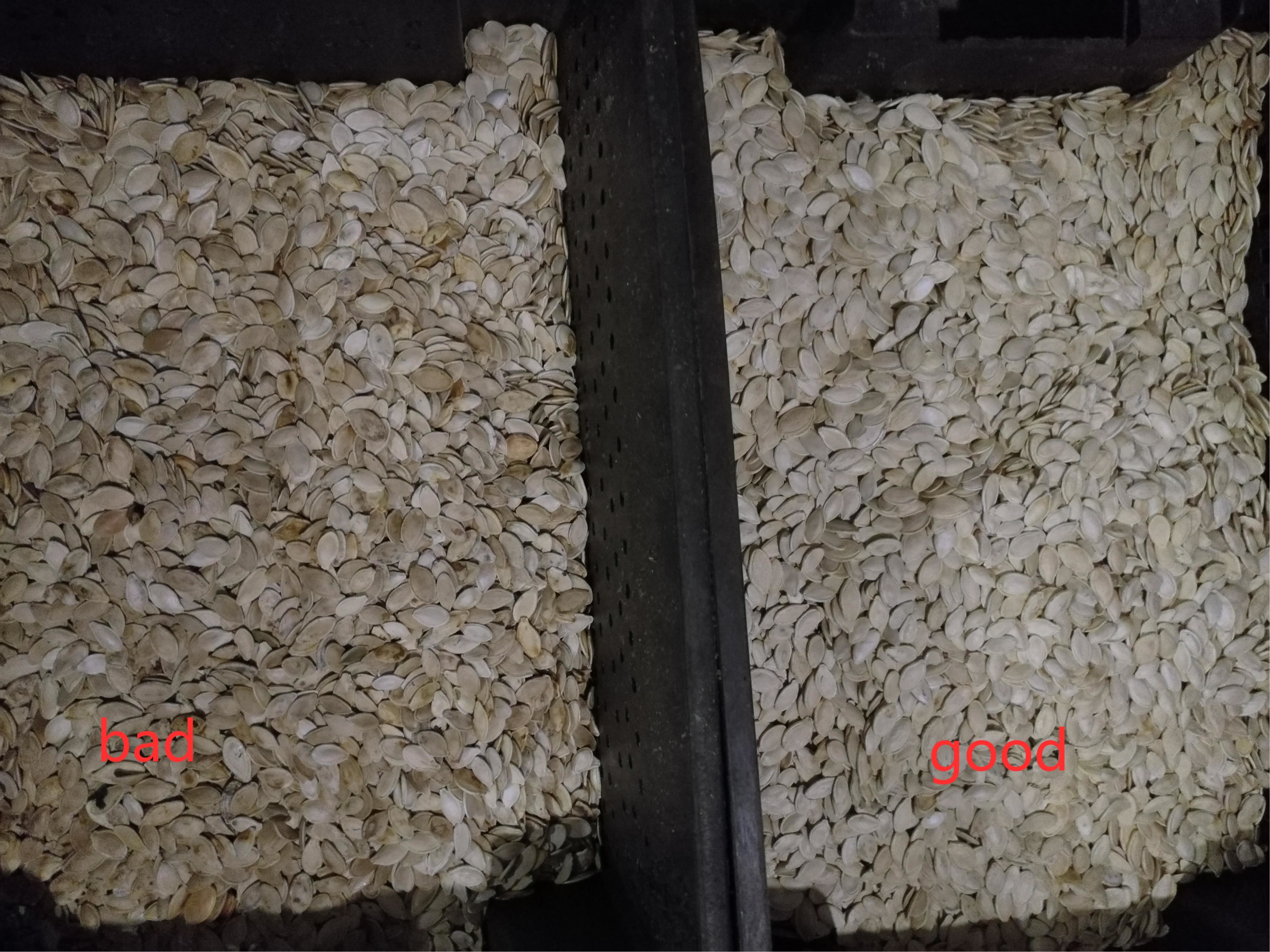 Optical Pumpkin Seed Color Sorter With WiFi Remote Control