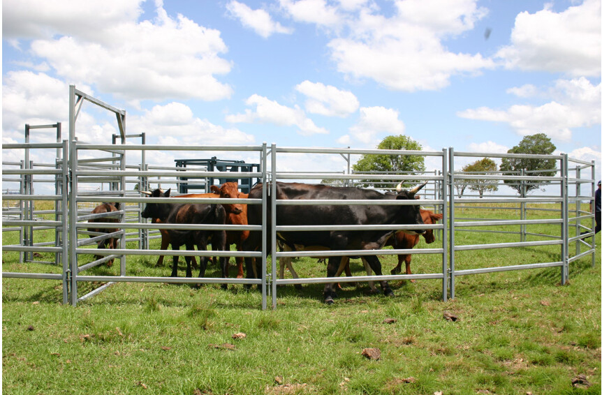 Powder Coated 5 Rails Heavy Duty Cattle Panel With Round Pipe