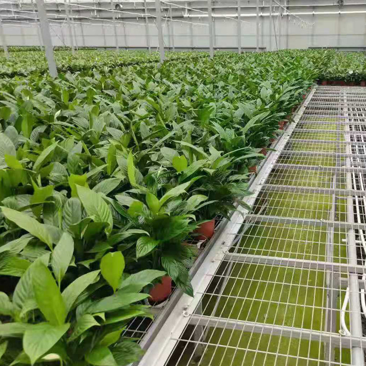 Agricultural Equipment Greenhouse Bench Systems for Seedling Nursery