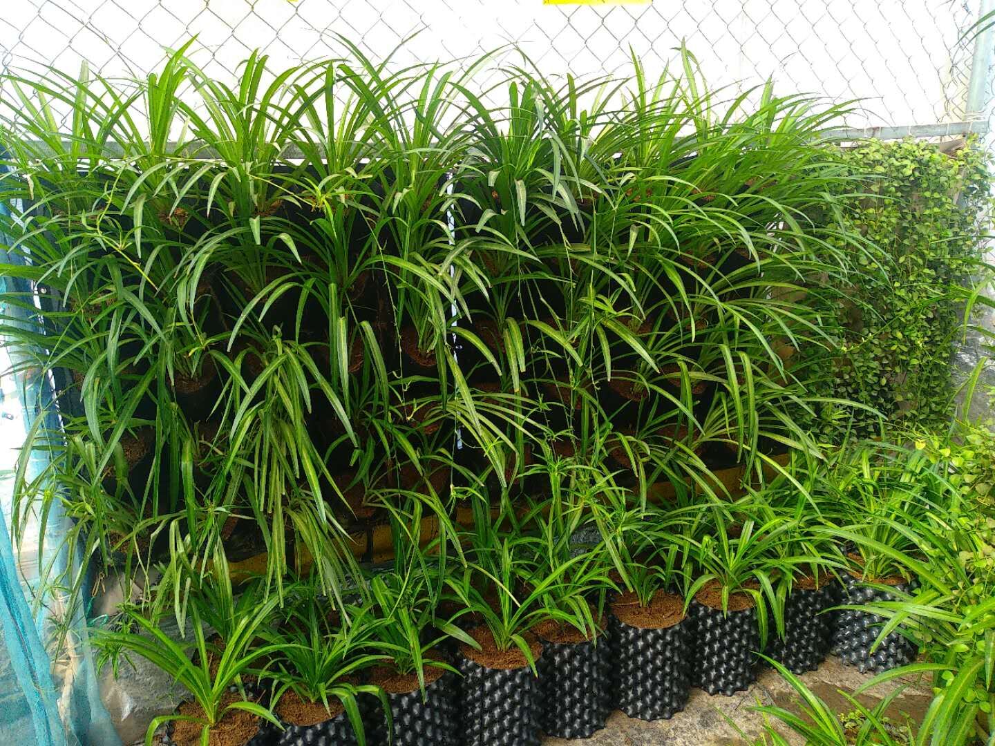 Aeration root pot mall holes in the form of cones throughout the sides of the container