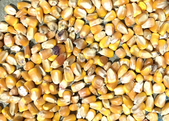 S8 Intelligent Mutiple Fuction Corn CCD Color Sorter With Stable Vibrator