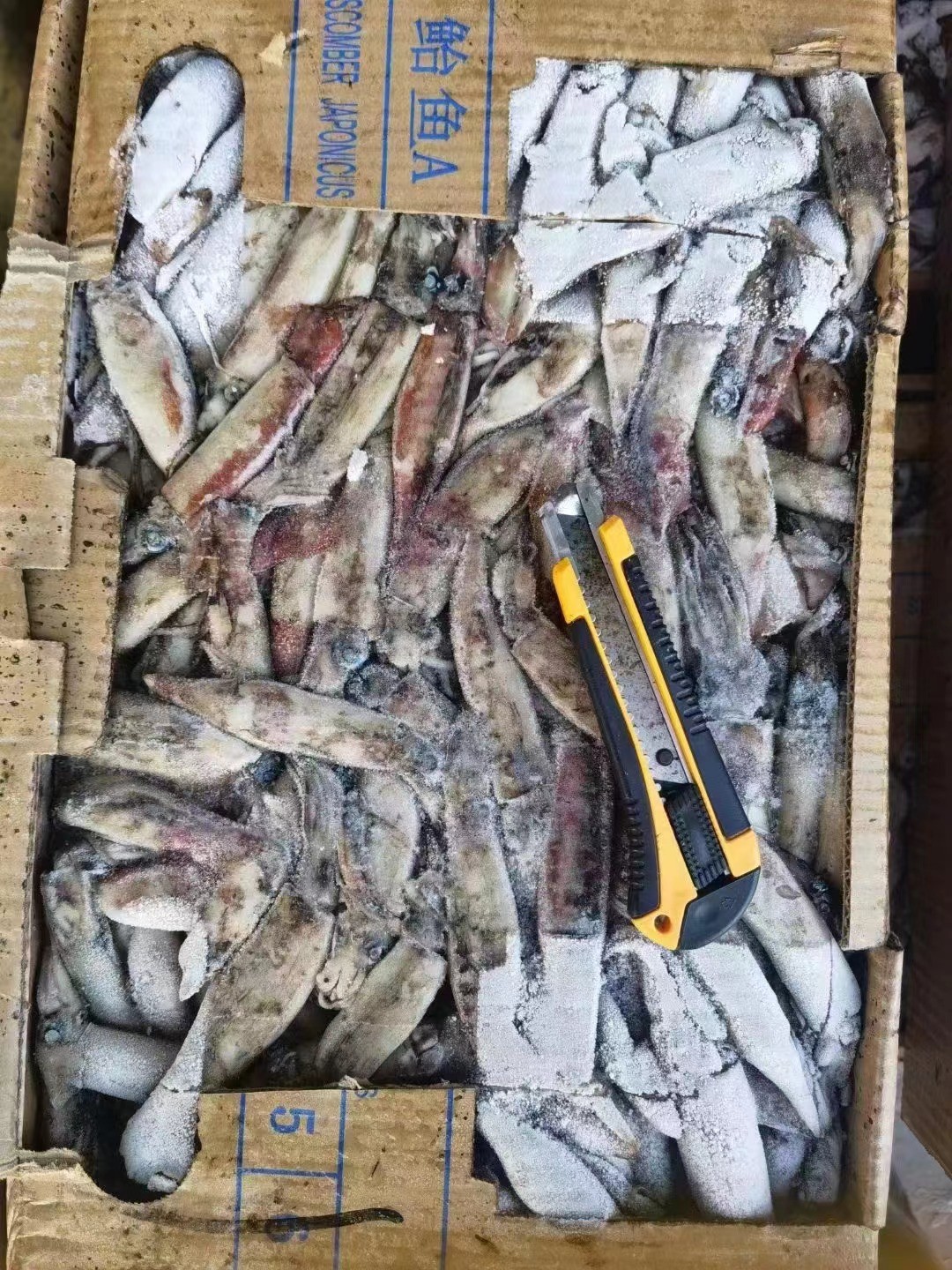 Whole Round Good Color BQF Frozen Indian Squid 100g Down
