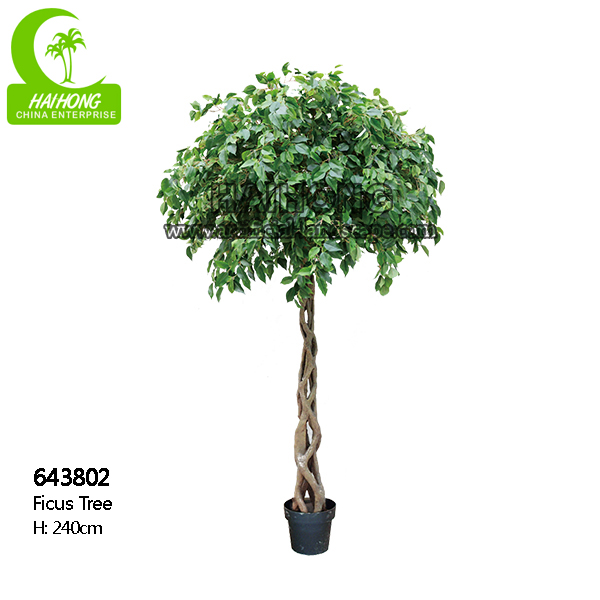 FICUS TREE