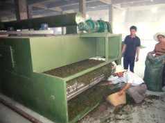 DWT Series Drier for Vegetable Dehydration