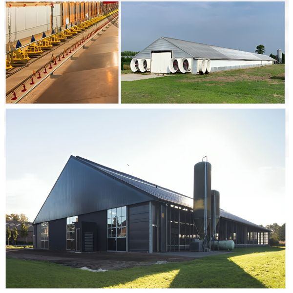 Chicken Shed Steel Structure Anti-rust Steel Construction for Long-term Use in Livestock Industry