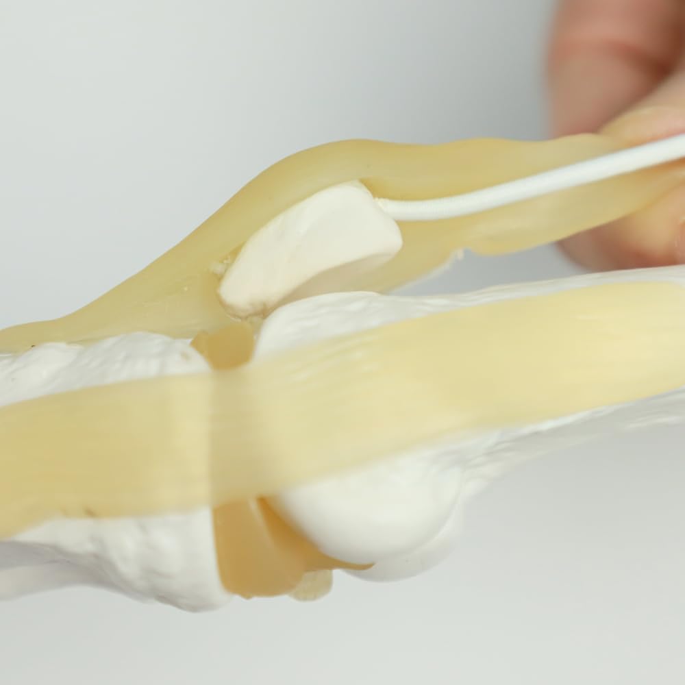 Ligaments & Stand Life Size Display Base Best Medical Tool Clinic Demonstration Kids Learning Education Knee Joint Model