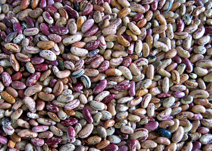 Intelligent RGB Kidney Bean Color Sorter 5 Channels Agriculture Equipment