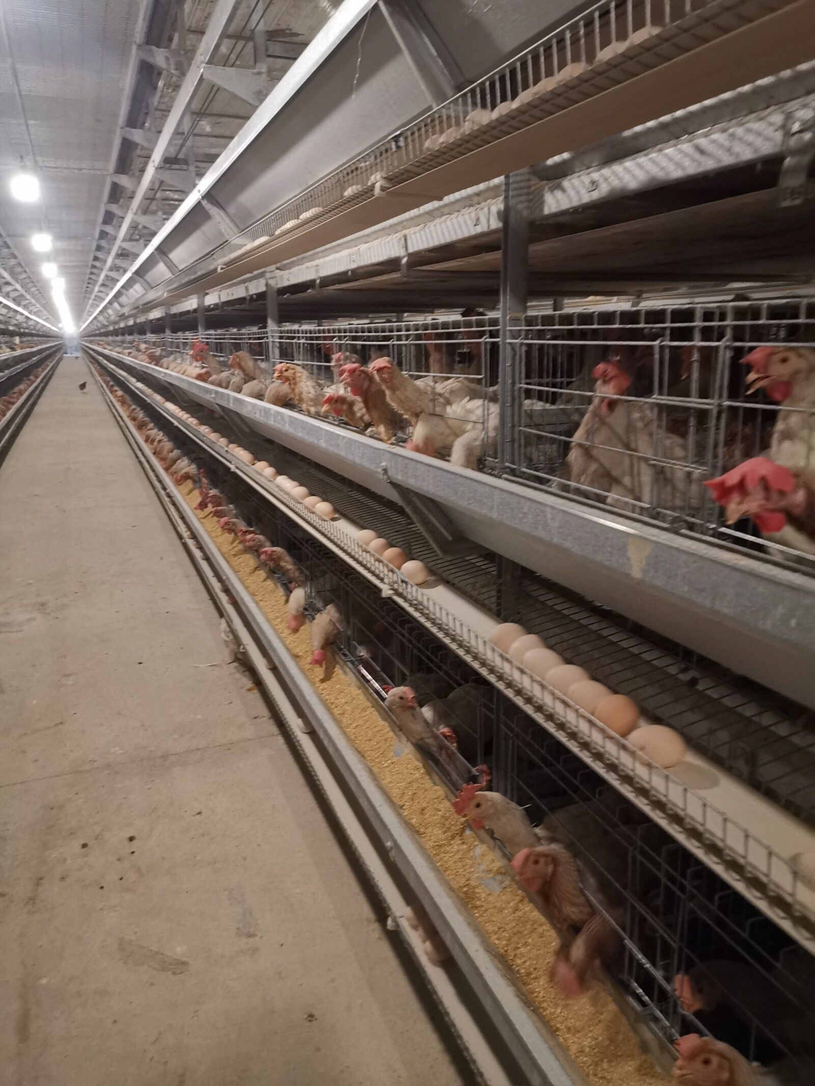 A specialized layer battery cage for poultry farms, housing chickens for laying hen operations.