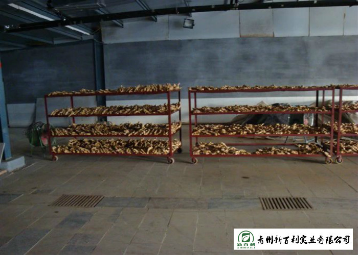 Spicy Organic Fresh Ginger 10 Kg / Box Own Plantation Japan Standard