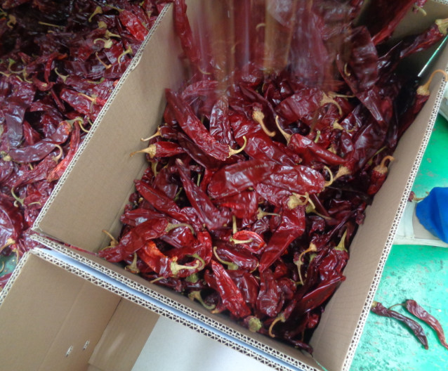 Guajillo Sun Dried Chilli Red Guajillo Peppers Sweet Flavor KOSHER