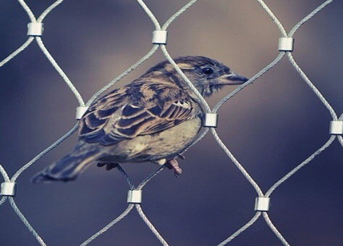Diamond Stainless Steel Aviary Mesh , Wire Mesh Bird Netting Wear Resisting