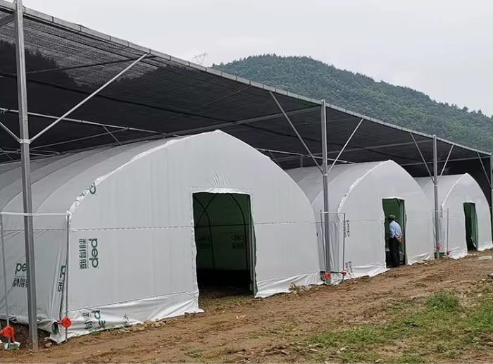 Agriculture Hot Dip Galvanized Steel Framework Panda Film Greenhouse Mushroom Cultivation