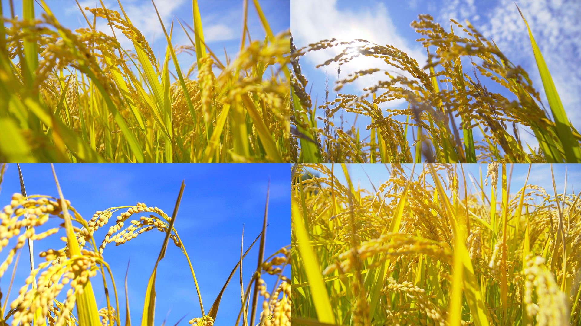 Custom Blend Soil Disease Control Potassium Organic Granular Fertilizer