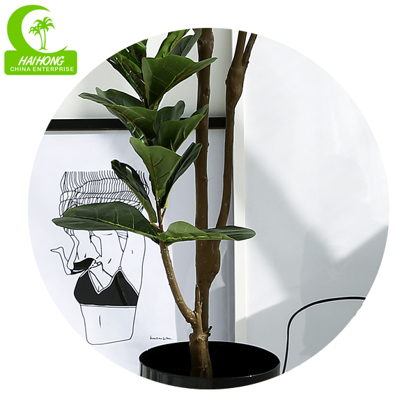 Ficus Pandurata
