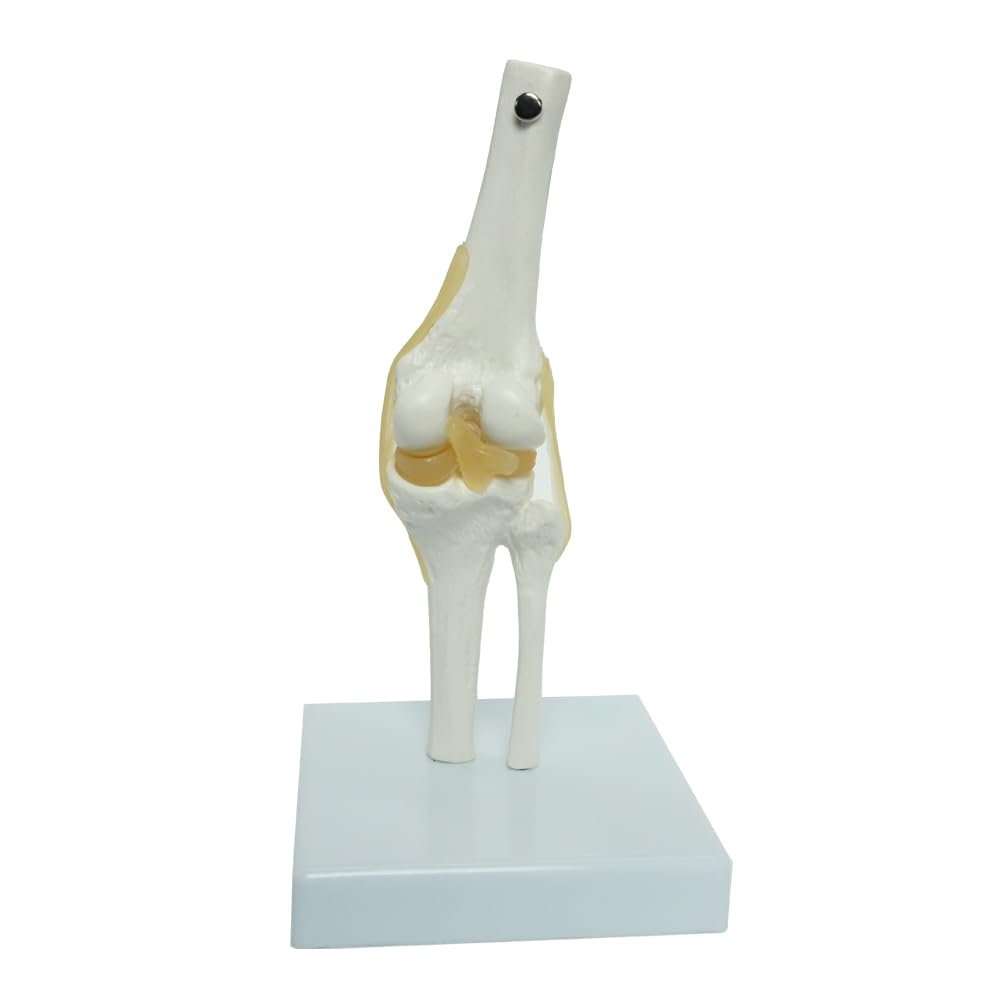 Ligaments & Stand Life Size Display Base Best Medical Tool Clinic Demonstration Kids Learning Education Knee Joint Model