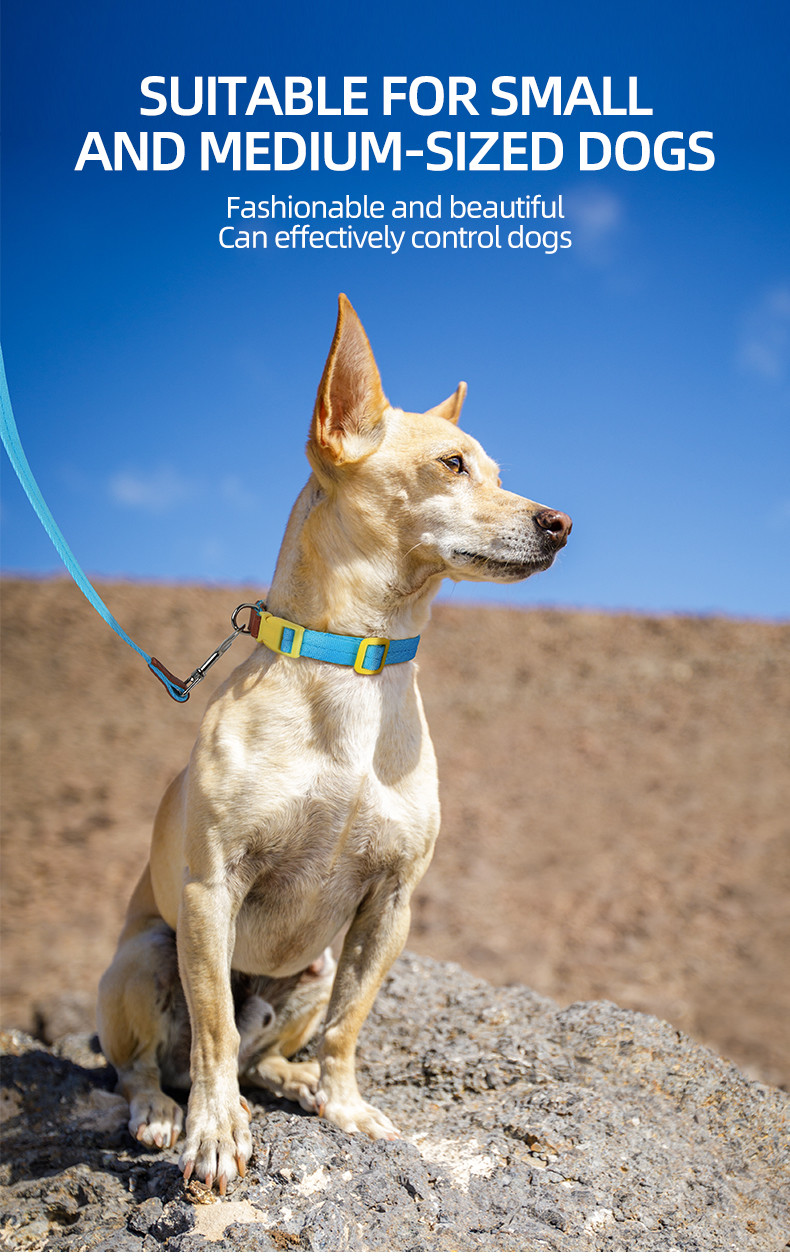 Pet Lightweight Multicolor Anti-Escape Pet Collar And Leash Set For Training Walking Dogs
