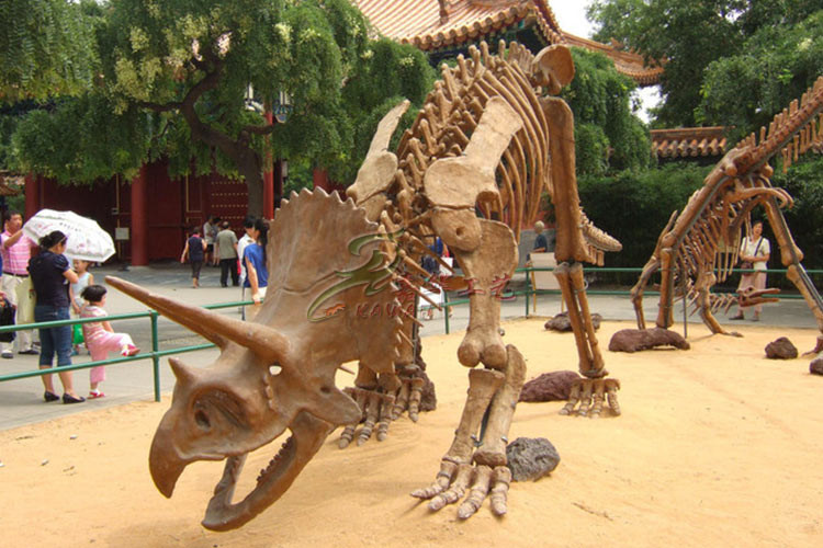 High Durability Realistic Dinosaur Skeleton Models Fiberglass / Gypsum Made
