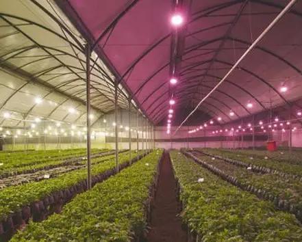 Anti-Drip Fogging Double-Film Greenhouse Structure