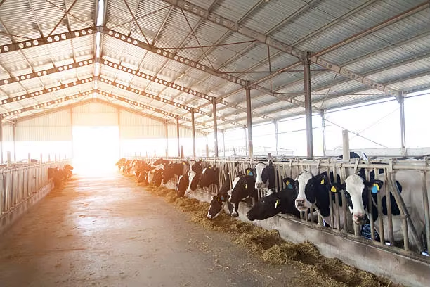 Safety Steel Structure Cow Shed House Agricultural Farm Steel Building