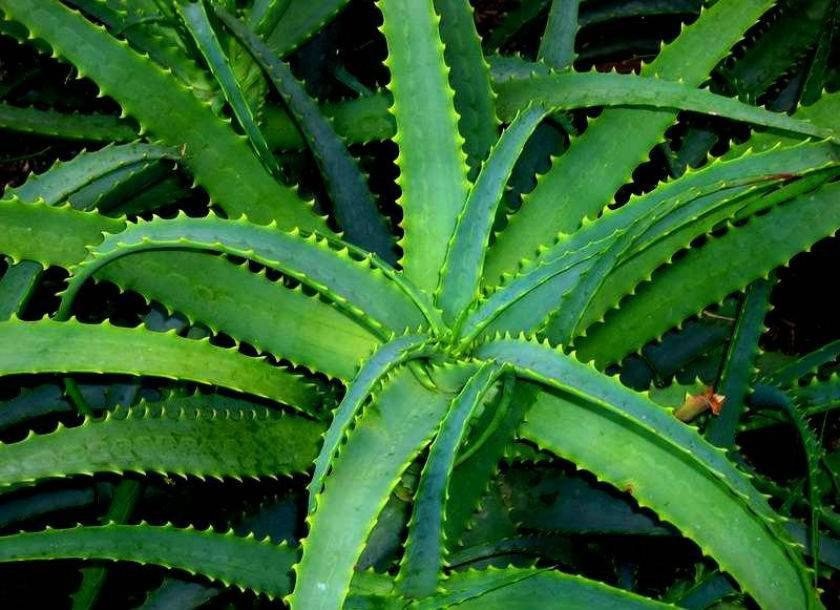 natural anti-bacteria gel anti acne anti eczema herbal gel