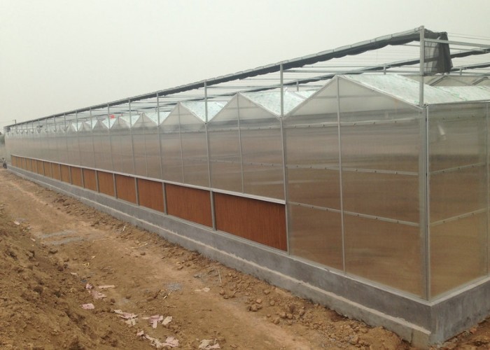6x12 6x10 6x8 Large Venlo Type Polycarbonate Greenhouse Design With Galvanized Steel Structure