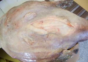 China Whole Monkfish Gutted Iqf Brc Haccp Lophius Litulon No Additives Chemical Off Round on sale