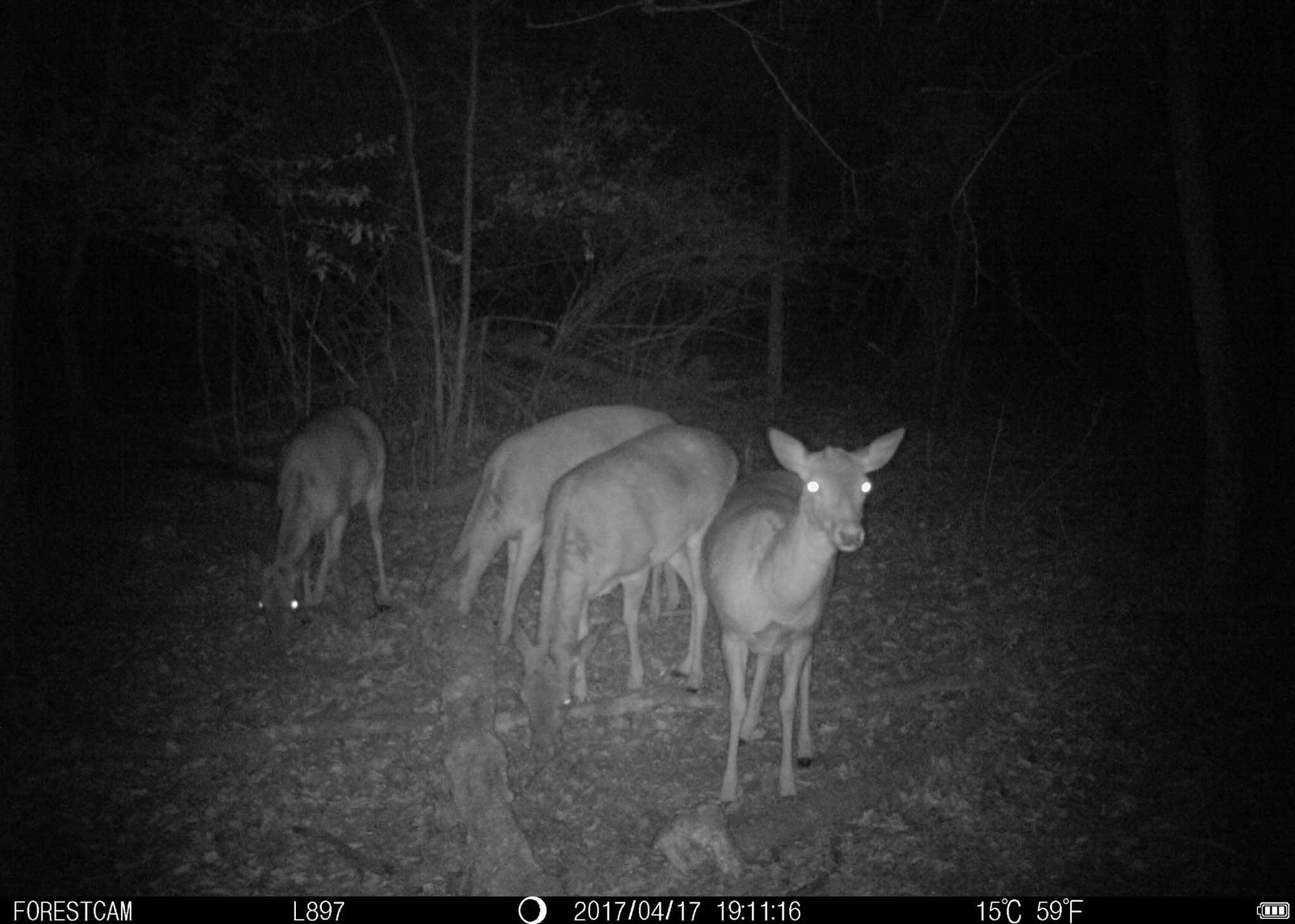 Wild Game Deer Scouting Cameras Mini Wireless Tree Cameras For Hunting