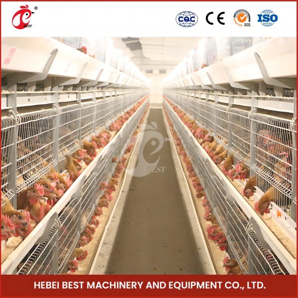 Auto Feeding Poultry Farming Cage System With Metal Feeder Troughs H Type Steel Wire Cage Frame Rose