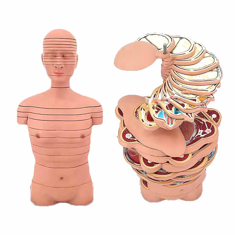 Medical Training Teaching human Anatomical Skeleton Model Bone Structure