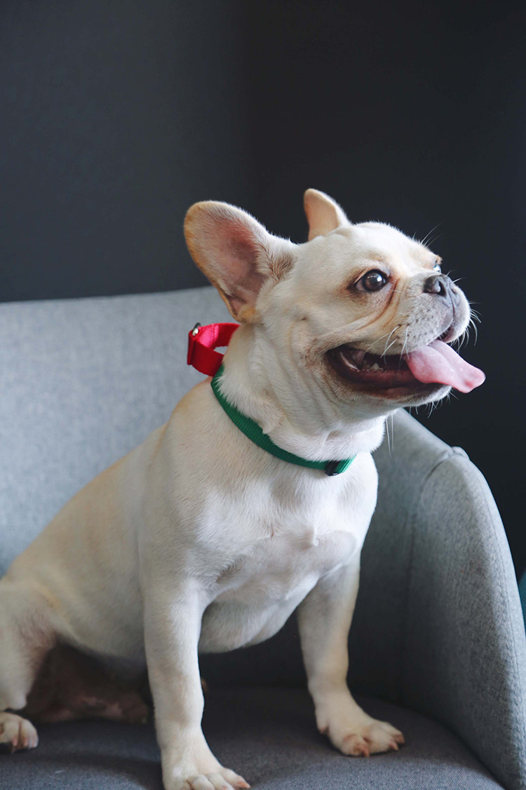 Custom Green 1.5 Inch 2 Inch Wide Nylon Dog Collars With Metal Buckle