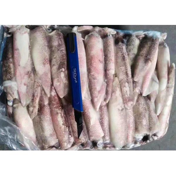 Whole Round loligo Squid