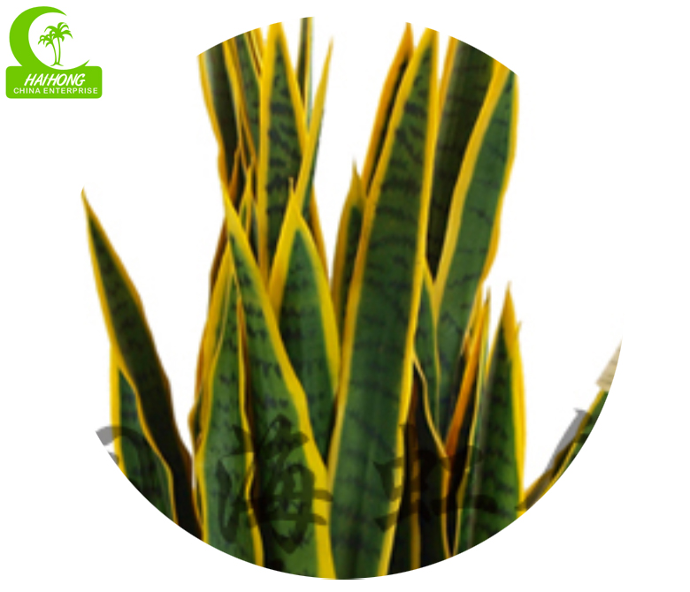 AGAVE PLANT