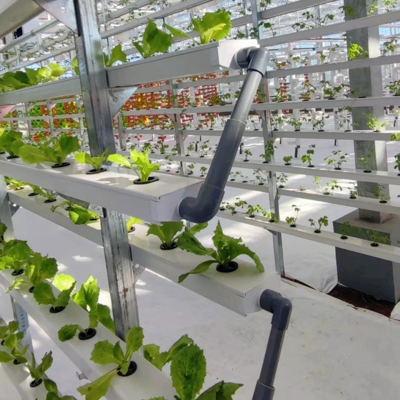 Glass Greenhouse for Vegetables or Flowers