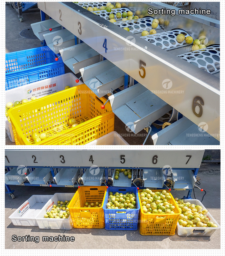 380V Fruit And Vegetable Processing Line Fully Automatic Cleaning Drying Grading