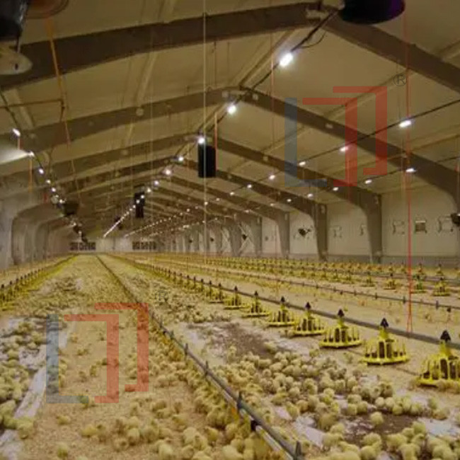 Automatic Prefab Steel Structure Chicken House Q235 Q345 Steel Frame Shed House