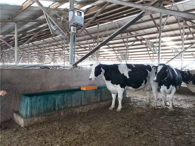 Cow Frost Proof Thermal 98KG Cattle Water Drinkers 560mm Heated Water Trough