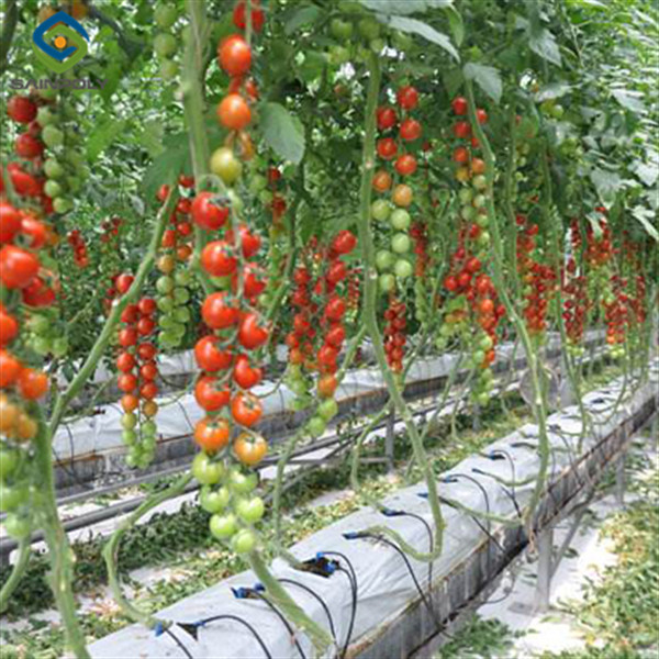 Greenhouse Hydroponics Gutter System With Grow Bags For Growing Tomato