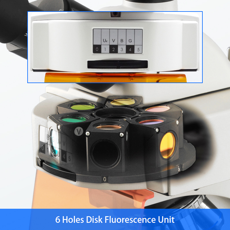40x - 1000x LED Trinocular Fluorescence Microscope For Research / Learning