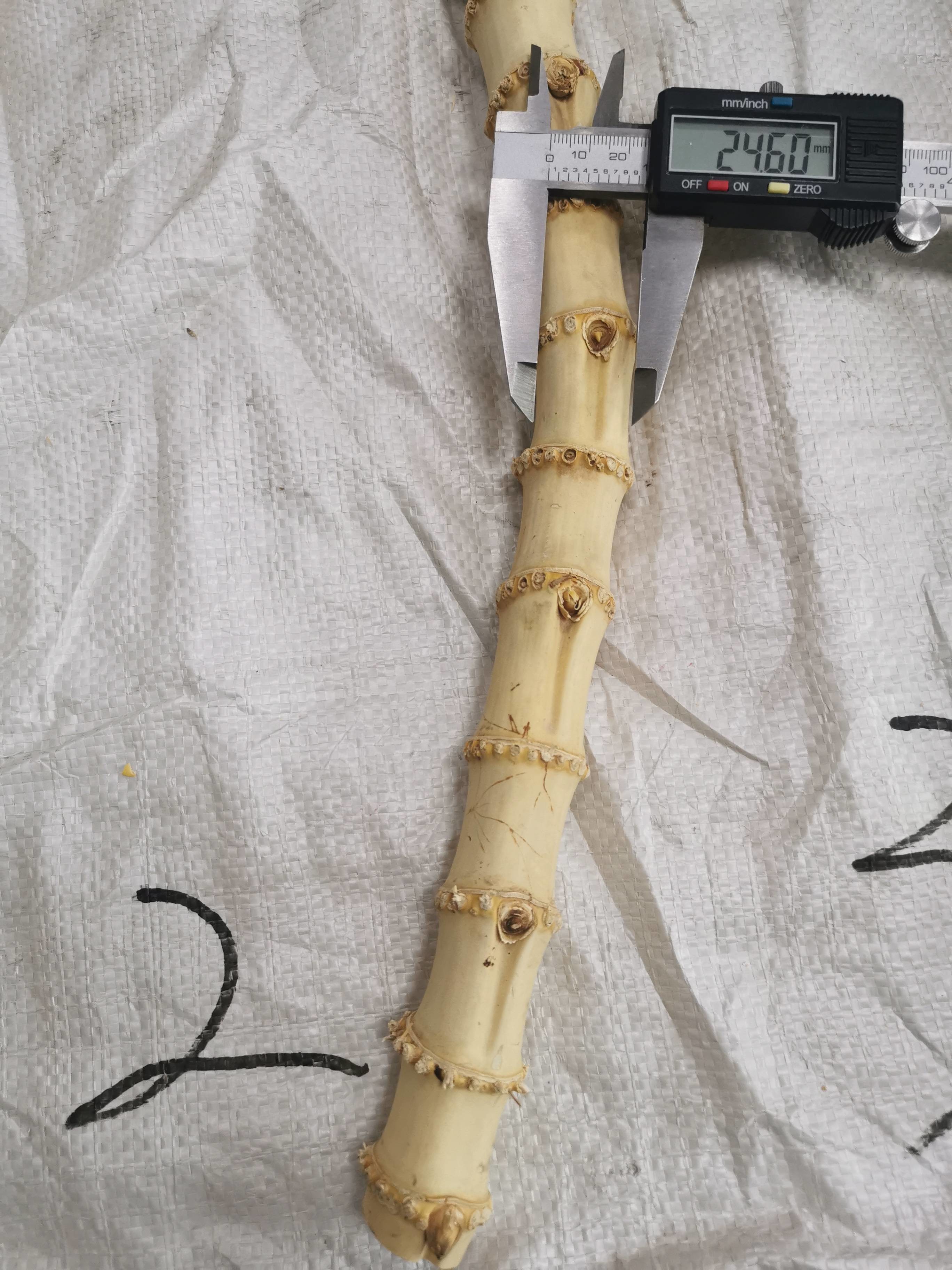 Pair of 6 1/2 inch 16.5cm U shape bamboo bag purse handles Natural