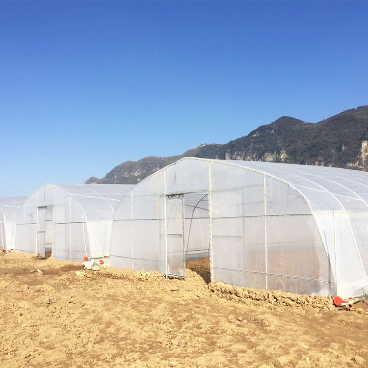 Philippines Prefabricated Kit single-span Strawberry Greenhouse Tunnel Plastic Greenhouse