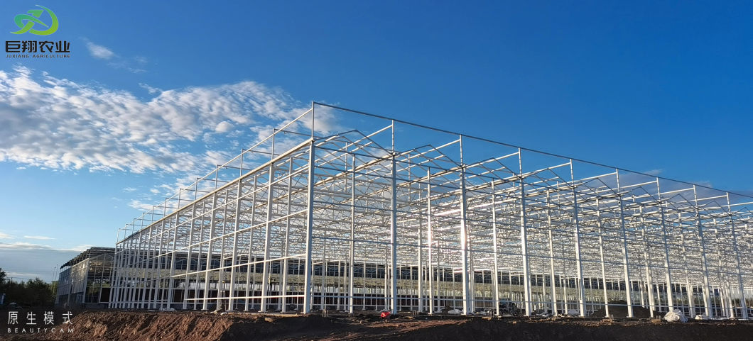 Professional Commercial Film and Glass Green House Constructed by Juxiang Greenhouse