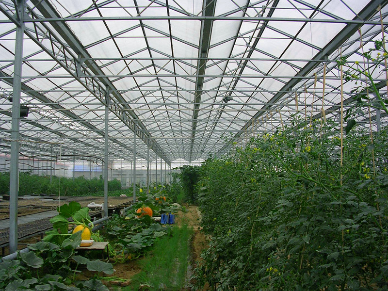 Agriculture PC Sheet Greenhouse Fashionable Appearance With 3 Roofs Every Span
