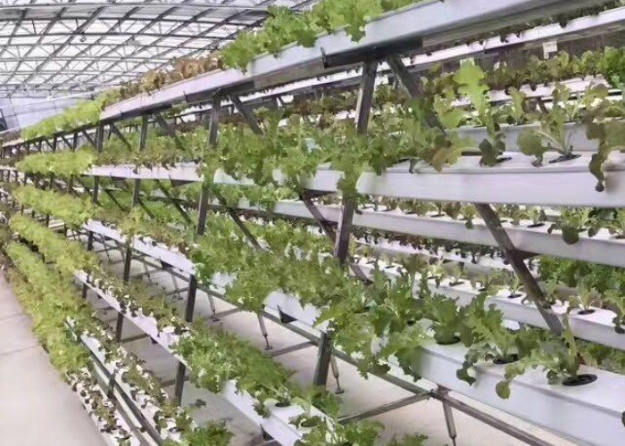 Vertical Nft Hydroponic Growing Channel Grow System For Lettuce Salad Vegetables