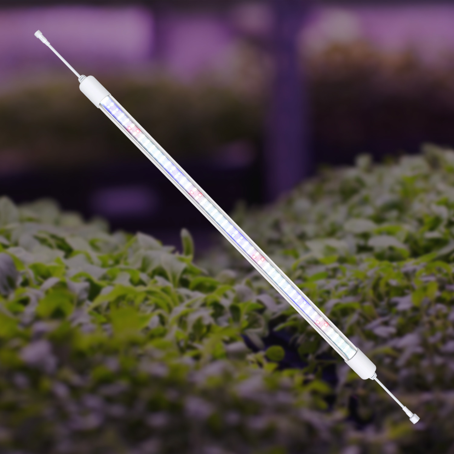 Buy cheap Greenhouse Full Spectrum LED Grow Lights For Indoor Plants With Daisy Chain from wholesalers